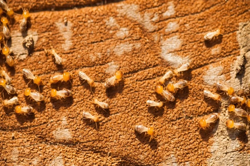 A clean and modern office interior, representing commercial pest control services.